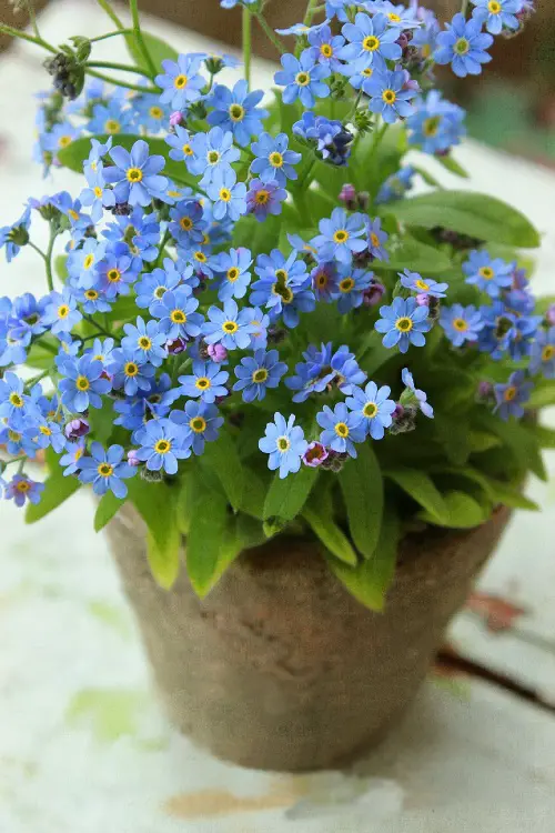 Flowers with a F in the beginning 2