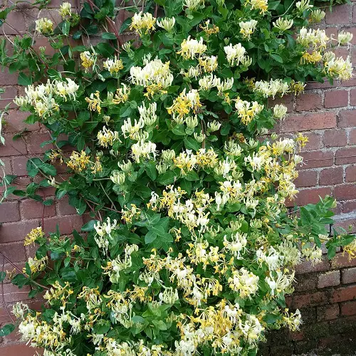 Various Honeysuckle Varieties That You Can Grow in wall