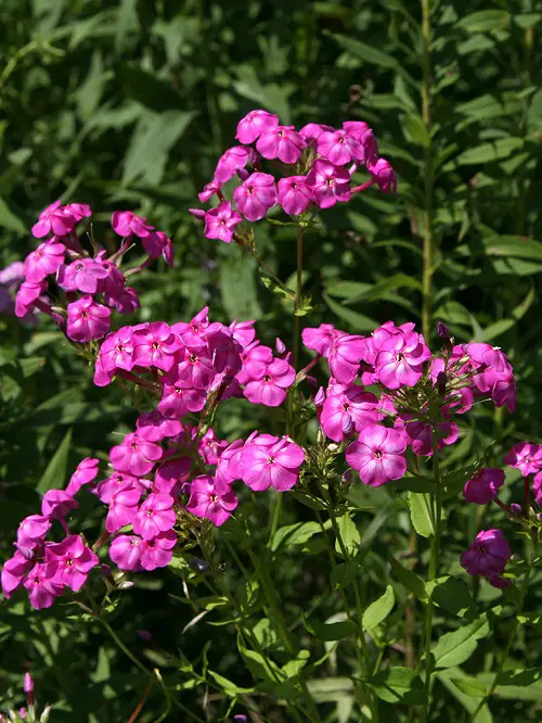 garden Phlox that Bloom for Decades in Perennial Flowers 