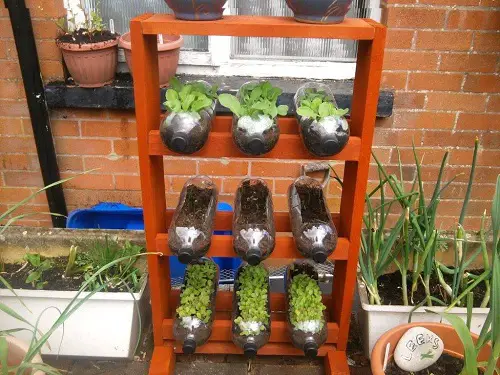 Soda Bottle Garden in Wine Rack ideas