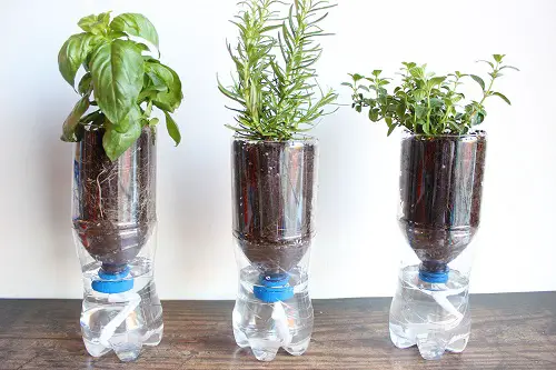 Clever Ways to Use Soda Bottles in the Garden
