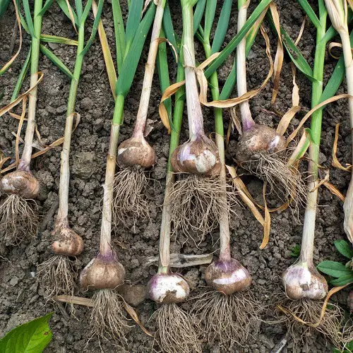 Garlic mature bulb Stages in Details