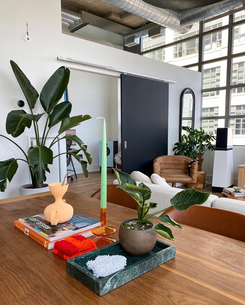 Pictures of Tall Tree Like Houseplants