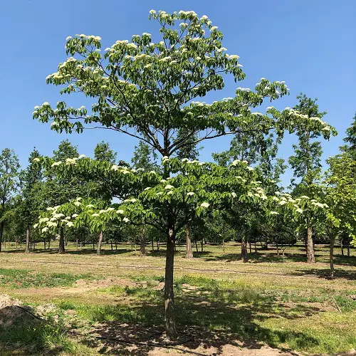 Giant Dogwood tree