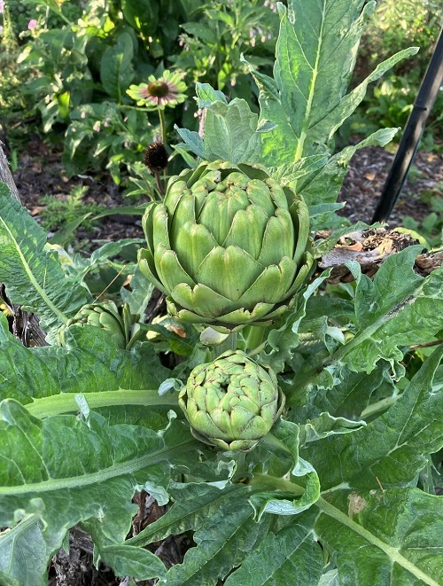 grow tasty vegetable 5