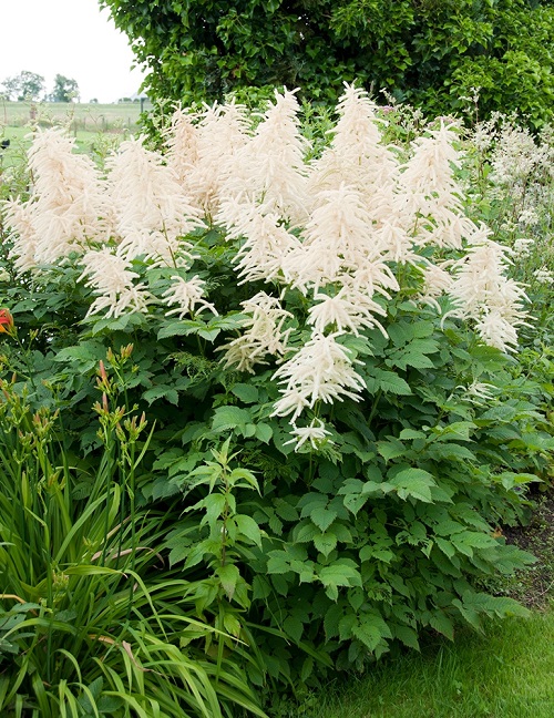 Beauties that Bloom for Decades in Perennial Flowers 1