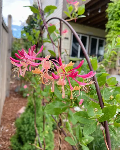 Different Types of Honeysuckle Varieties You Can Grow in yard