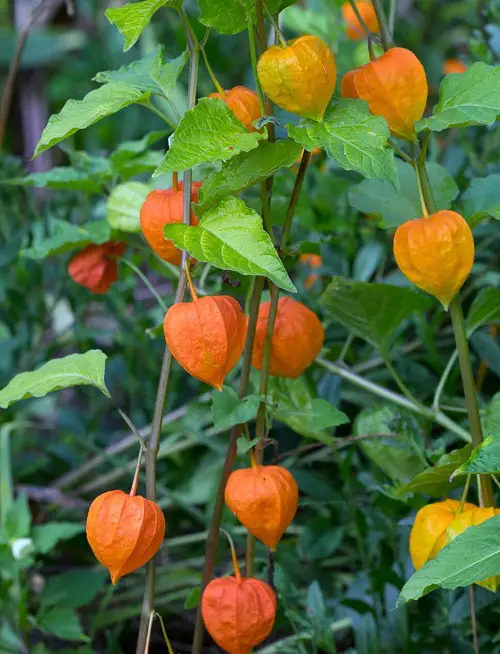 Golden Gooseberry