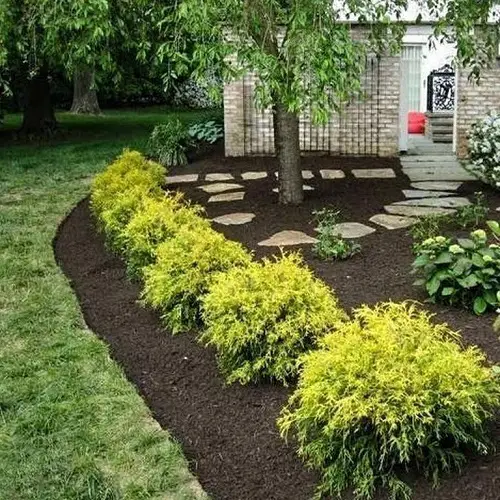 Low-Maintenance Hedge Plants 4