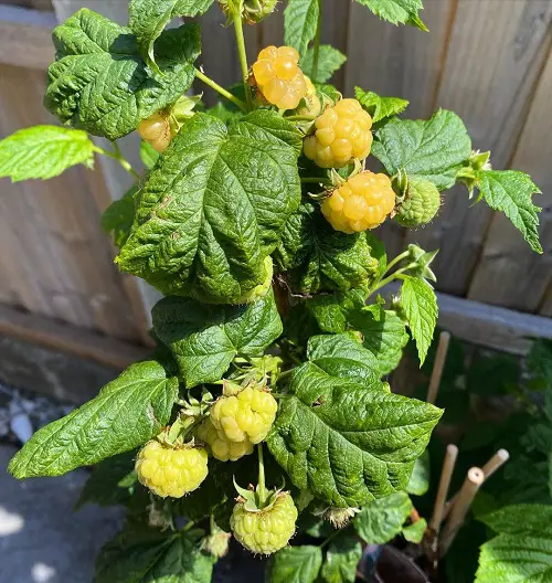 Golden Raspberry