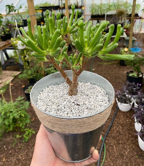 Gollum Jade Plant Care