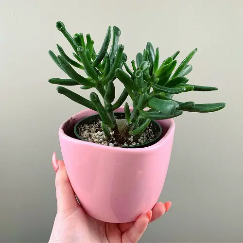 Gollum Jade Plant propogating