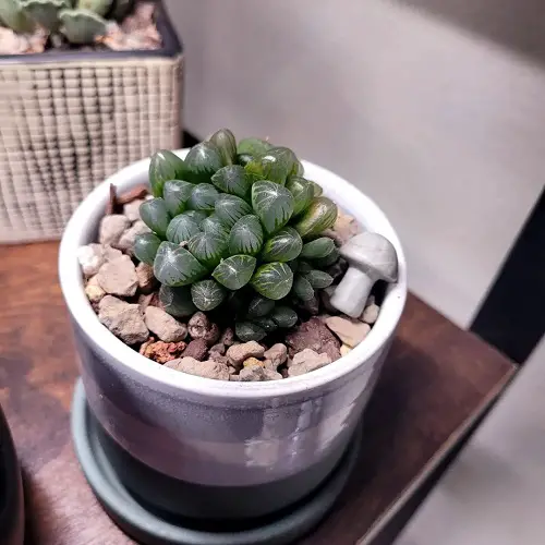 Stunning Tiny Indoor Plants