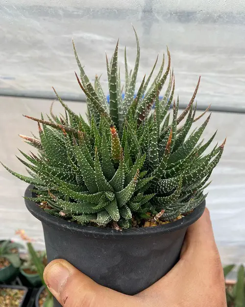 Zebra Cactus Plants that Look like Aloe Vera