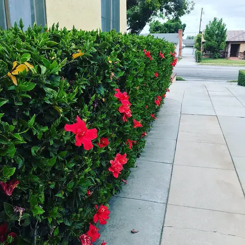 Low-Maintenance Hedge Plants 3