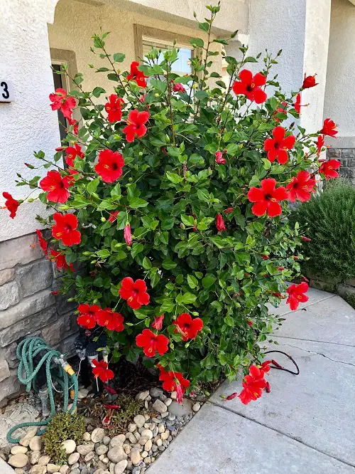 Hibiscus Flowers that Bloom Every Decade