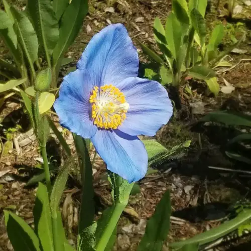 Beautiful blooms in blue and yellow