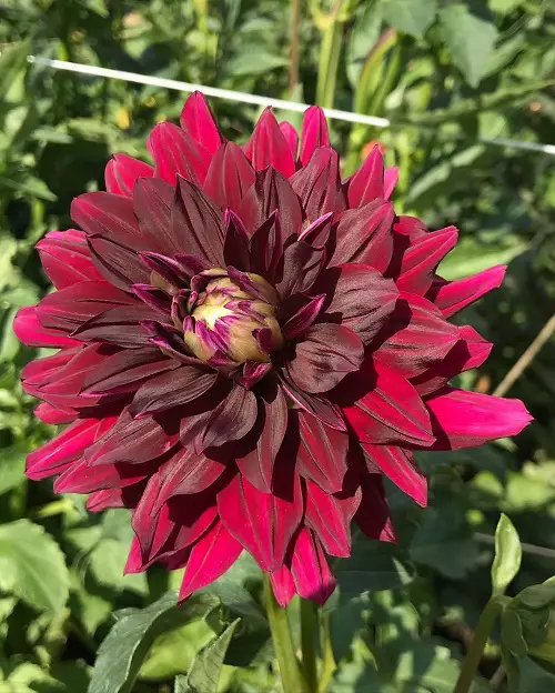 Black Dahlia Flower Varieties