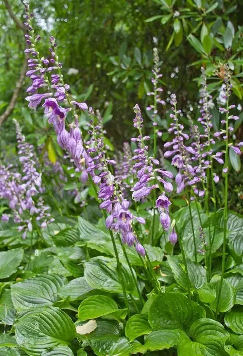 Perennial Flowers that Bloom for Decades 