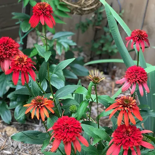 beautiful coneflower types for your yard
