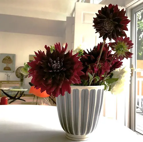 How to Grow Black Dahlia?