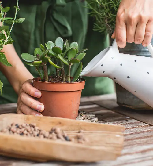 Watering jade plant