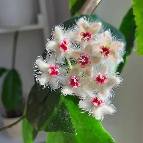 Propagating Hoya Caudata Sumatra from Seeds