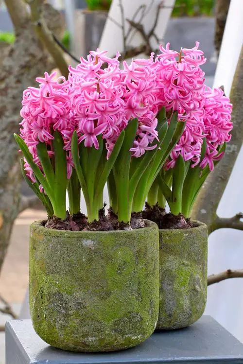 Kinds of Pink Garden Flowers 