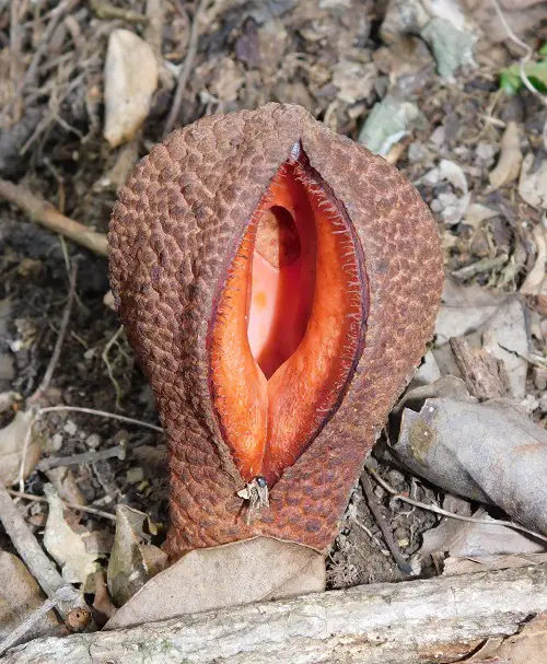 Plants That Look Like Vagina