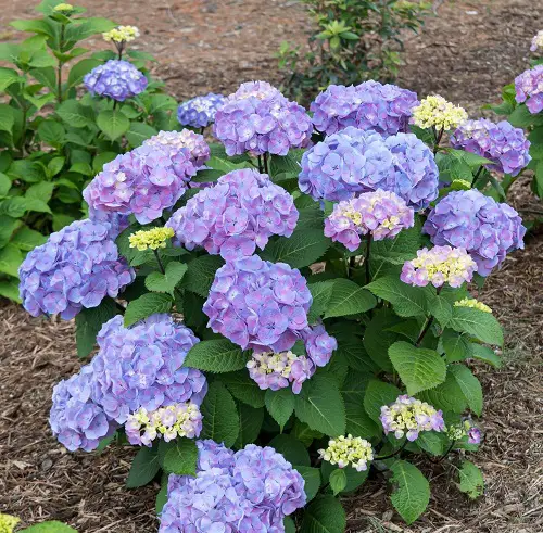 Plants That Can Withstand Deer Damage