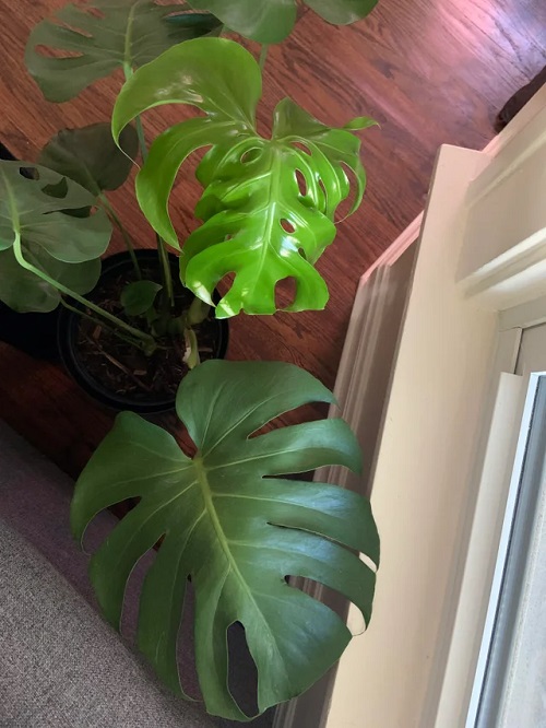 Monstera Plant Problem with curls 1