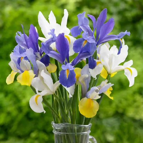 Amazing February Birth Month Flowers