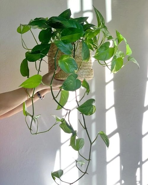 The Best Tips for trailing Pothos