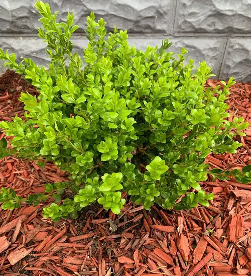 Plants That Can Resist Deer