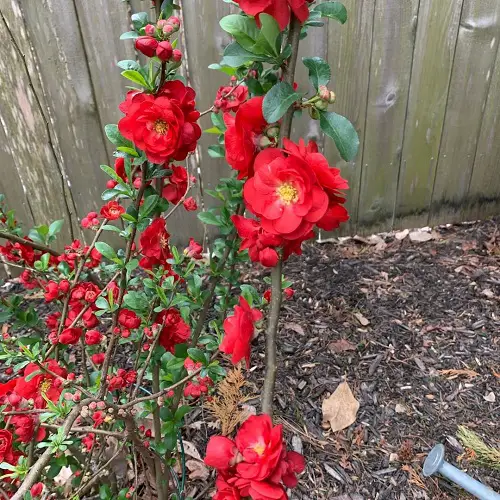 Flowers that Look like Peonies 14