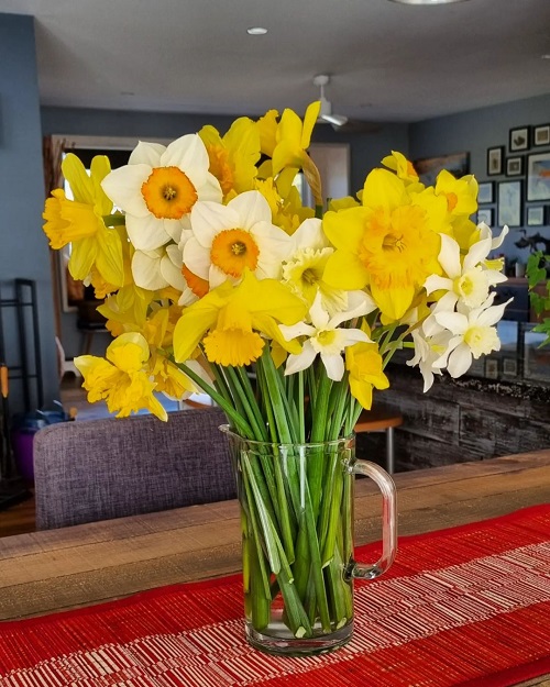 March Birth Month Flowers and Their Meanings