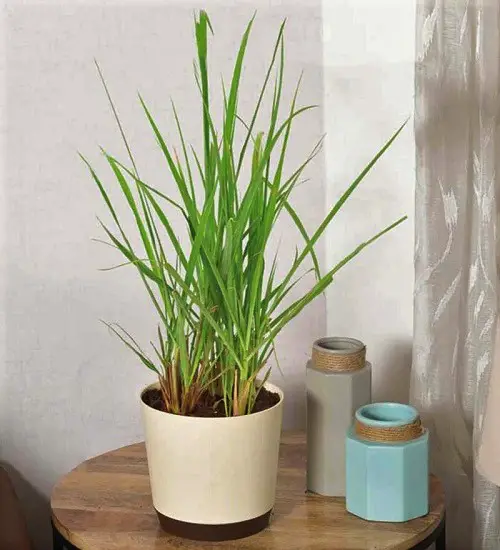 Best Indoor Grass Plants You Can Grow As Houseplants