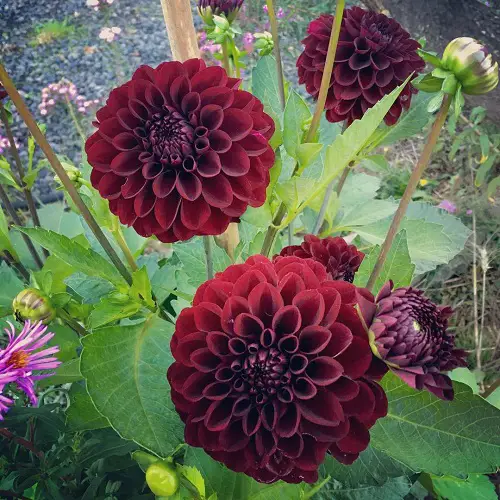 Black Dahlia Flower Varieties 
