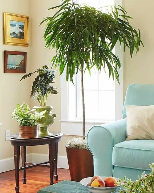 Pictures of Tall Tree Like Houseplants near Window and Couch
