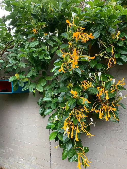 Many Varieties of Honeysuckle That You Can Grow in yard
