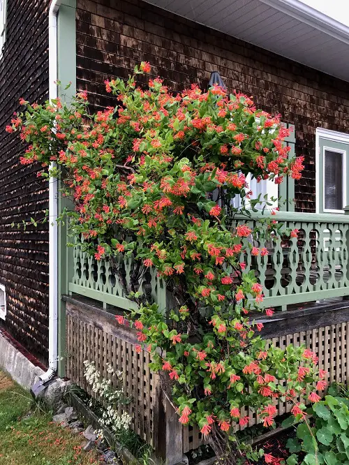 lovely Different Types of Honeysuckle Varieties You Can Grow