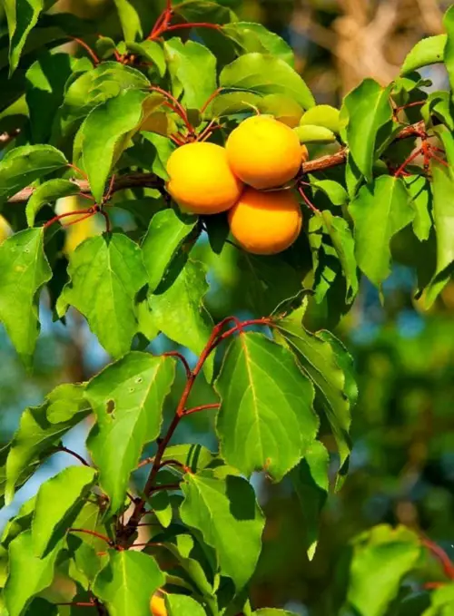 yellow Loquat