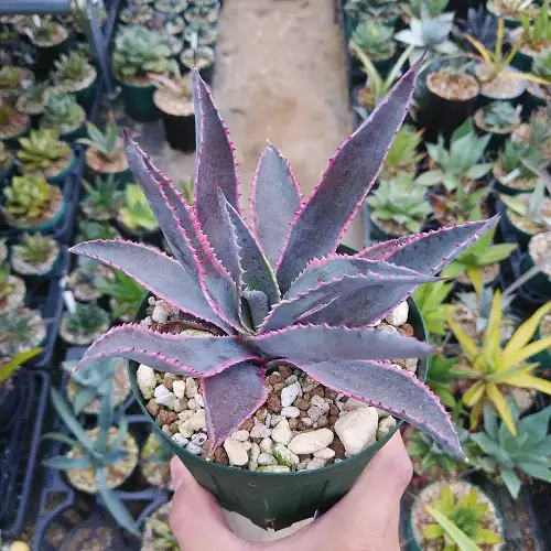 American Century Plant that Look like Aloe Vera