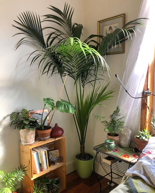 best Pictures of Tall Tree Like Houseplants 5