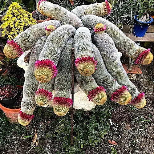 Plants with Penis-Like Structures