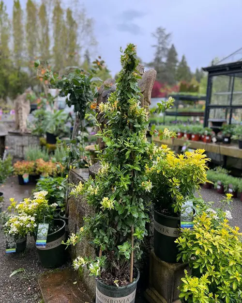 top Various Honeysuckle Varieties That You Can Grow in yard