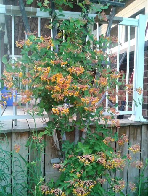 Many Varieties of Honeysuckle That You Can Grow garden