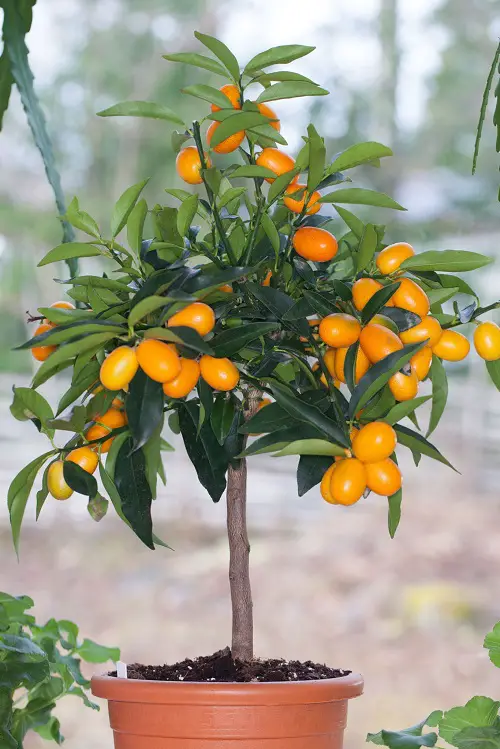 yellow Marumi Kumquat