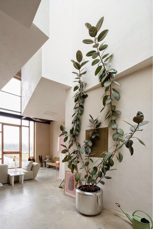 A Large Dumb Cane Plant indoor