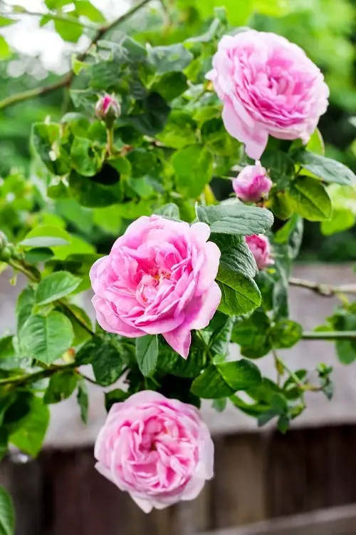Best Garlic Companion Plants rose